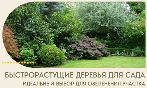 Быстрорастущие деревья для сада идеальный выбор в Красноярске