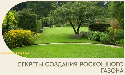 Секреты создания роскошного газона в Красноярске